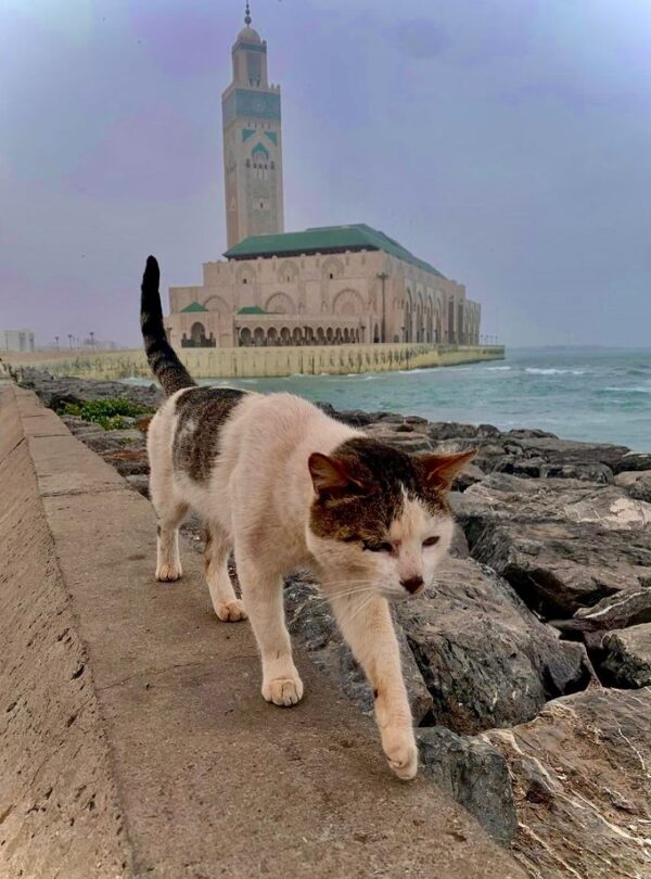 Casablanca – you have my heart #casablanca…
